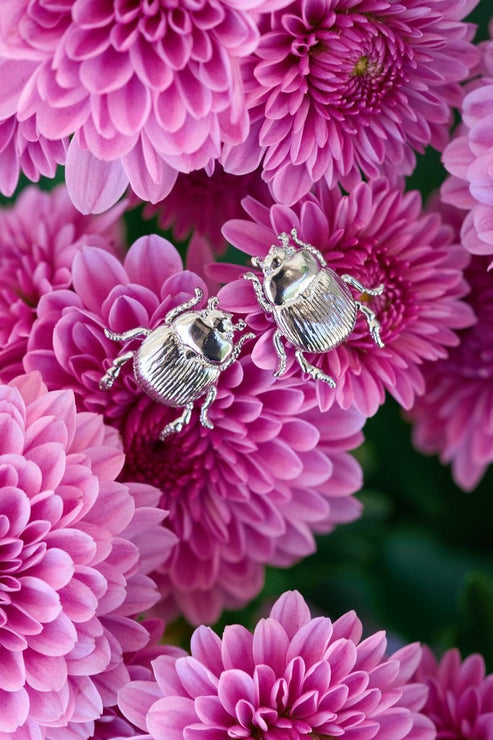 Fortune Beetle