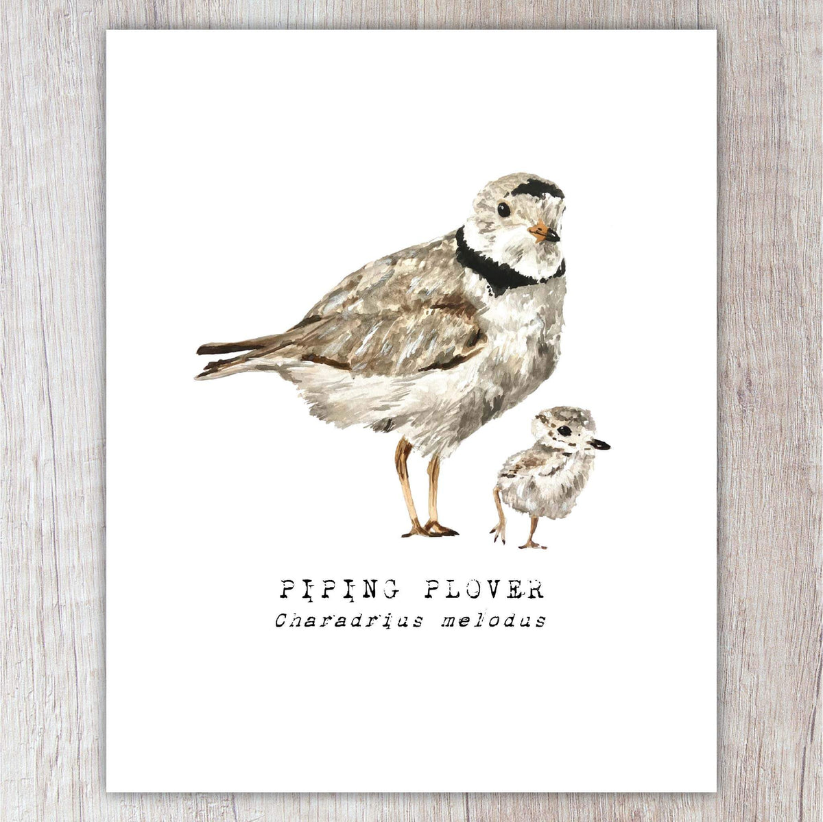 Piping Plover A2 Card