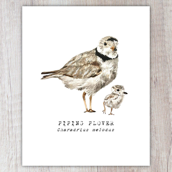 Piping Plover A2 Card