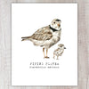 Piping Plover A2 Card
