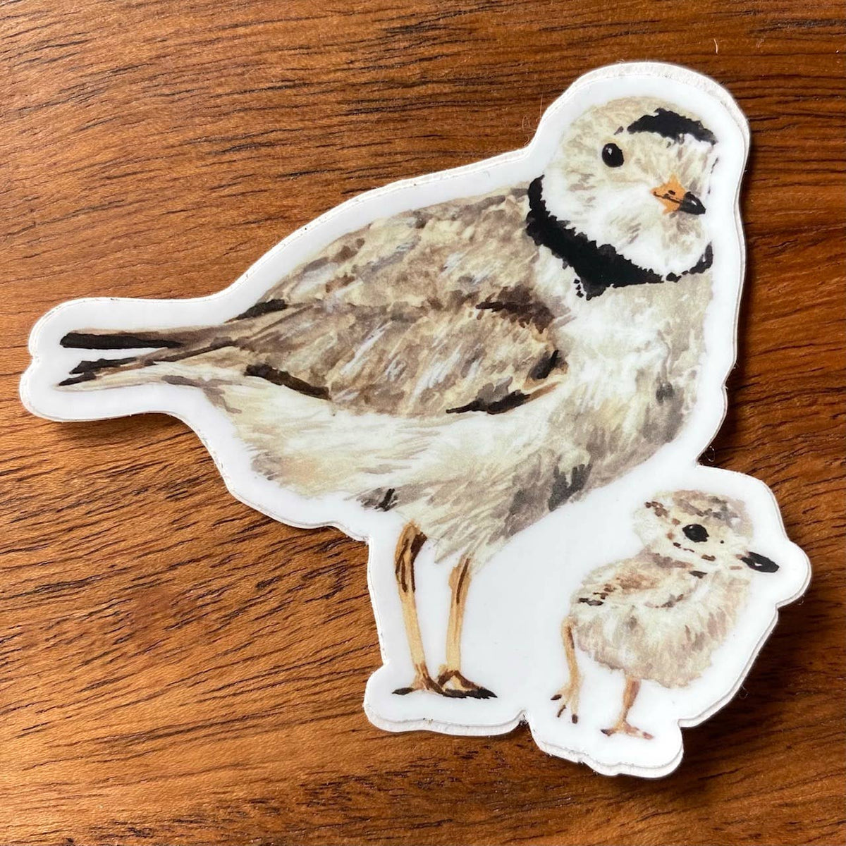 Piping Plovers Sticker