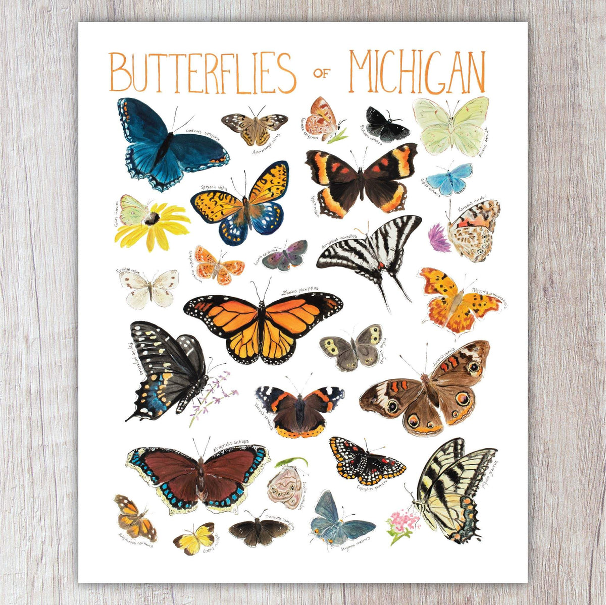 Butterflies of Michigan A2 Card