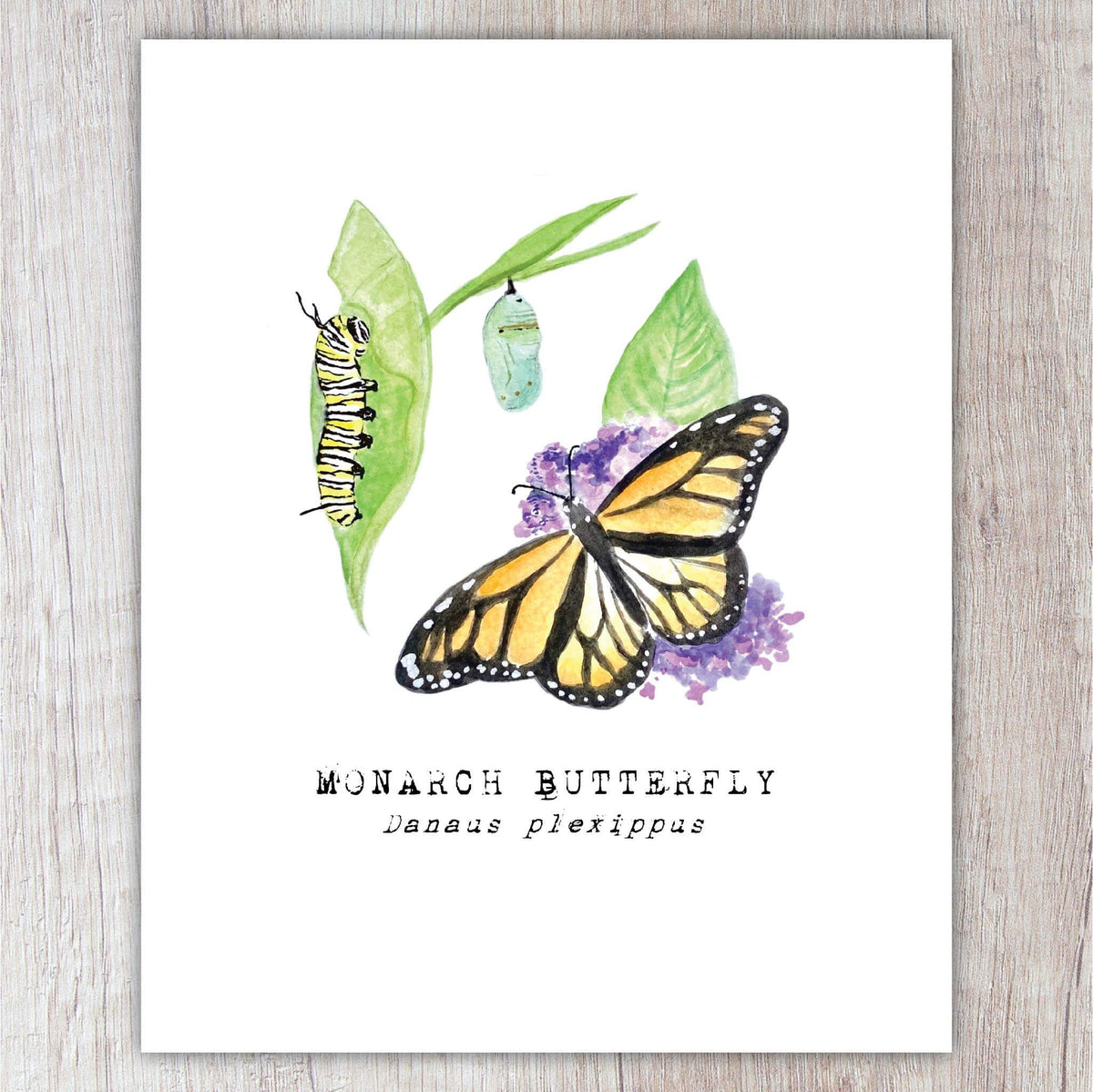 Monarch Butterfly A2 Card