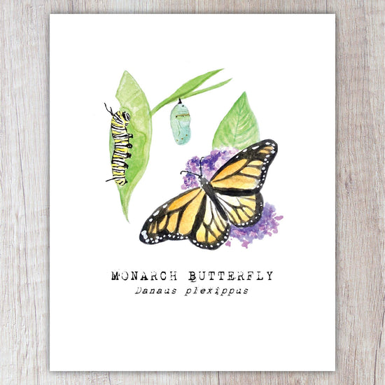 Monarch Butterfly A2 Card