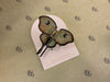 Luna Moth