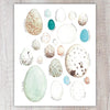 Bird Eggs A2 Card