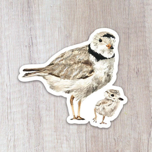 Piping Plovers Sticker