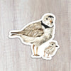 Piping Plovers Sticker