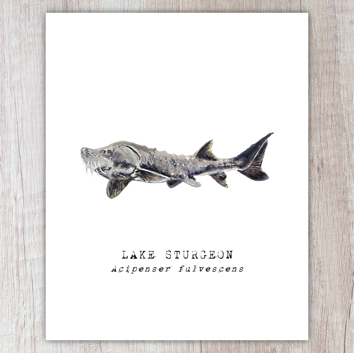 Lake Sturgeon A2 Card