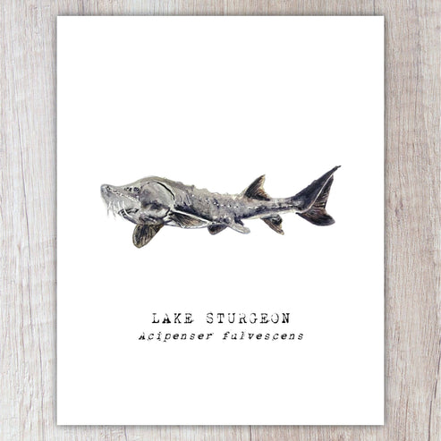 Lake Sturgeon A2 Card