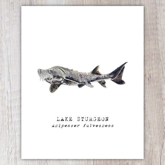 Lake Sturgeon A2 Card